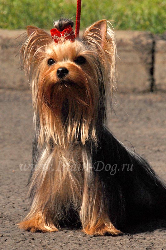йоркширский терьер
