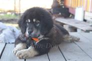 BELLE DO-KHYI OF SOSTOHEGY KINCSE 3,5 мес.