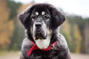 BELLE DO-KHYI OF SOSTOHEGY KINCSE 8 мес.